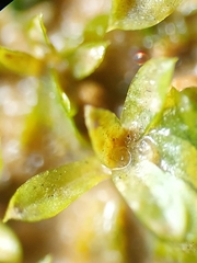 Hennediella macrophylla