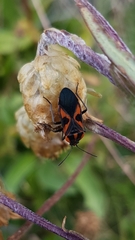 Spilostethus pacificus