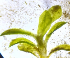 Hennediella macrophylla