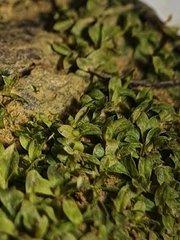 Hennediella macrophylla