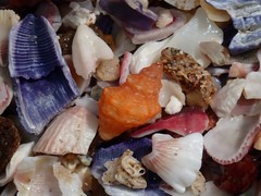 Phycothais reticulata