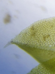 Hennediella macrophylla