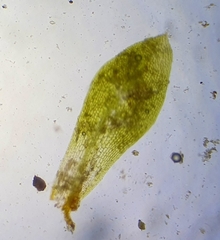 Hennediella macrophylla