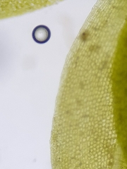 Hennediella macrophylla