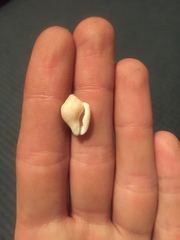 Columbella mercatoria