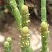 Perennial Glasswort - Photo (c) Romina Vidal-Russell, some rights reserved (CC BY-NC), uploaded by Romina Vidal-Russell