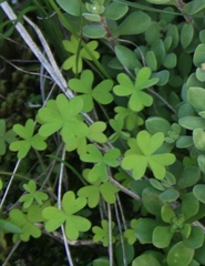 Oxalis orthopoda