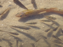 Fundulus confluentus