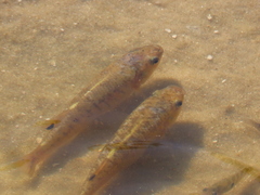 Fundulus confluentus