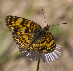 Phyciodes mylitta arizonensis