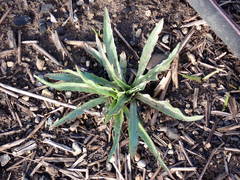 Microseris laciniata