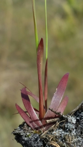 Image of Xyris flabelliformis by (c) Jay Horn, some rights reserved (CC BY)