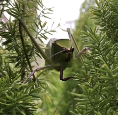 Stilpnochlora couloniana image