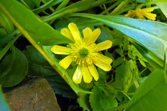Ranunculus peduncularis