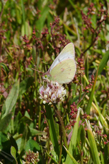 Colias vauthierii