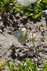 Colias vauthierii