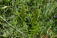 Polystichum plicatum