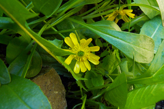 Ranunculus peduncularis