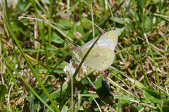 Colias vauthierii