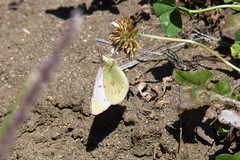 Colias vauthierii