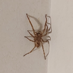 Zoropsis spinimana
