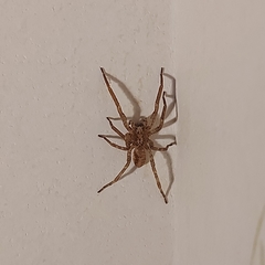 Zoropsis spinimana