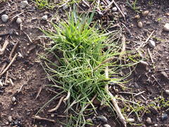 Microseris laciniata