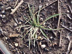 Microseris laciniata