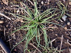 Microseris laciniata