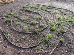 Microseris laciniata