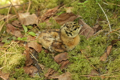 Tetrao urogallus