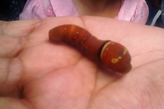 Papilio multicaudata