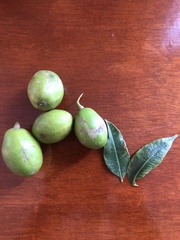Ximenia americana