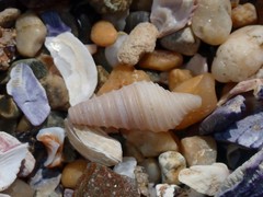 Pulsarella cognata