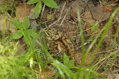 Tetrao urogallus