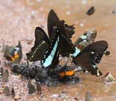 Papilio chrapkowskoides