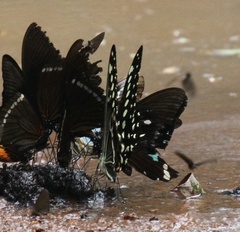 Papilio lormieri