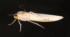 Calamidia hirta