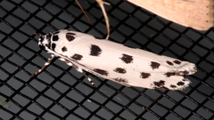 Ethmia sphaerosticha
