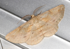 Syneora lithina