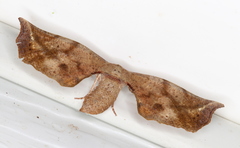 Parepisparis excusata