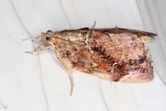 Crocidolomia suffusalis