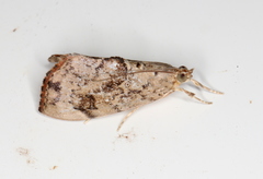 Crocidolomia suffusalis