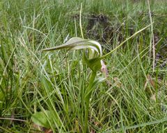 Pterostylis falcata