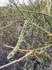 Prosopidastrum globosum