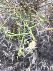 Prosopidastrum globosum