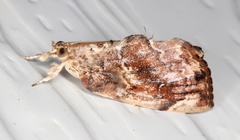 Crocidolomia suffusalis