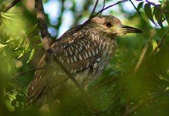 Nycticorax nycticorax