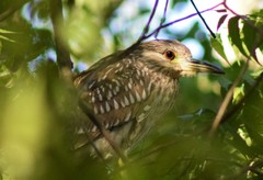 Nycticorax nycticorax