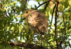 Nycticorax nycticorax